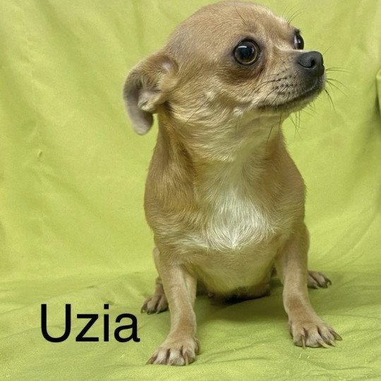 chien Chihuahua Poil Court UZIA chihuahua pc Domaine de la Chantelaie