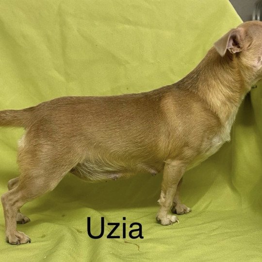 chien Chihuahua Poil Court UZIA chihuahua pc Domaine de la Chantelaie