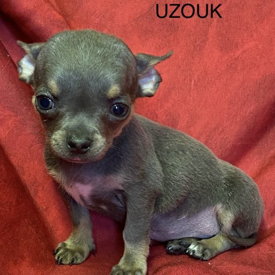 UZOUK chihuahua Mâle Chihuahua Poil Court