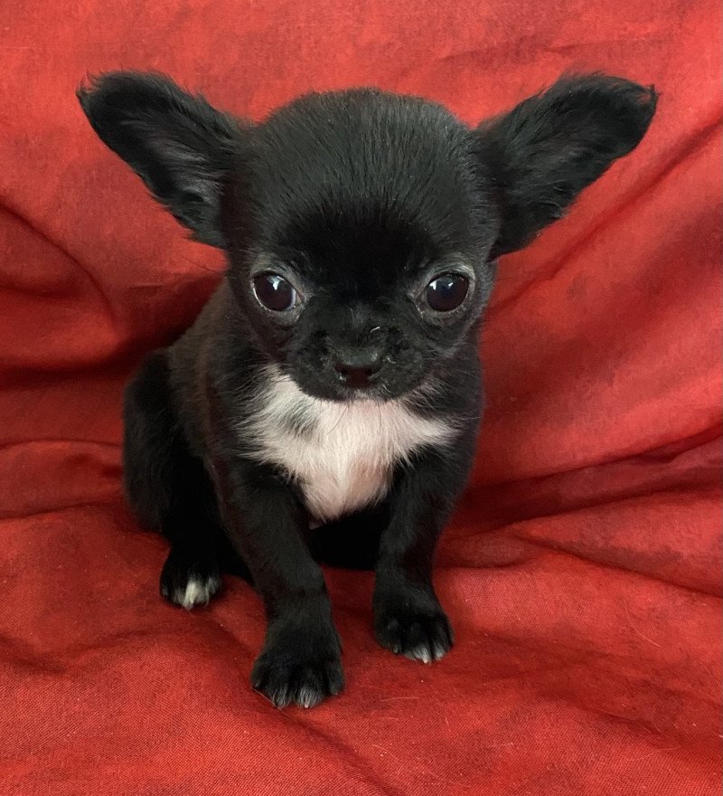 VERTRAN chihuahua à réserver Mâle Chihuahua Poil Court