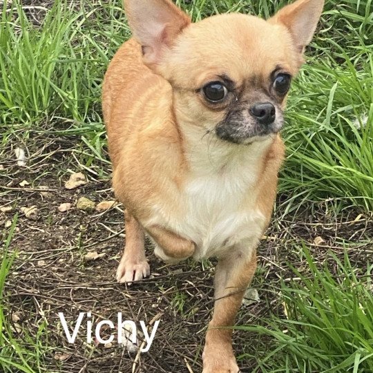chien Chihuahua Poil Court fauve masque  noir VICHY Domaine de la Chantelaie
