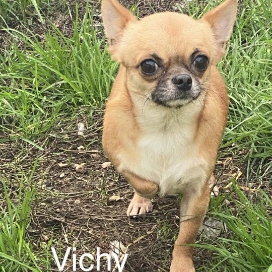 chien Chihuahua Poil Court fauve masque  noir VICHY Domaine de la Chantelaie