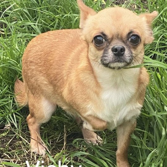 chien Chihuahua Poil Court fauve masque  noir VICHY Domaine de la Chantelaie