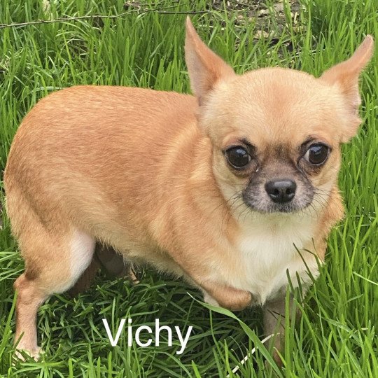 chien Chihuahua Poil Court fauve masque  noir VICHY Domaine de la Chantelaie