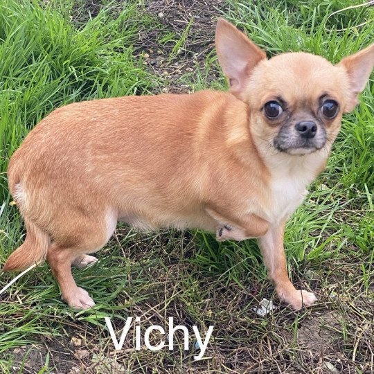 chien Chihuahua Poil Court fauve masque  noir VICHY Domaine de la Chantelaie
