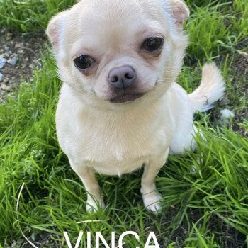 chien Chihuahua Poil Court Crème VINCA Domaine de la Chantelaie