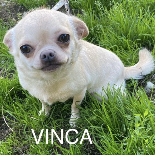 chien Chihuahua Poil Court Crème VINCA Domaine de la Chantelaie