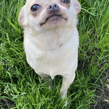 chien Chihuahua Poil Court Crème VINCA Domaine de la Chantelaie