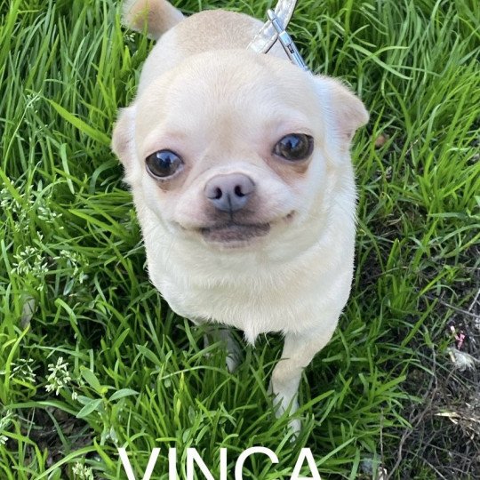 chien Chihuahua Poil Court Crème VINCA Domaine de la Chantelaie