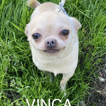 chien Chihuahua Poil Court Crème VINCA Domaine de la Chantelaie