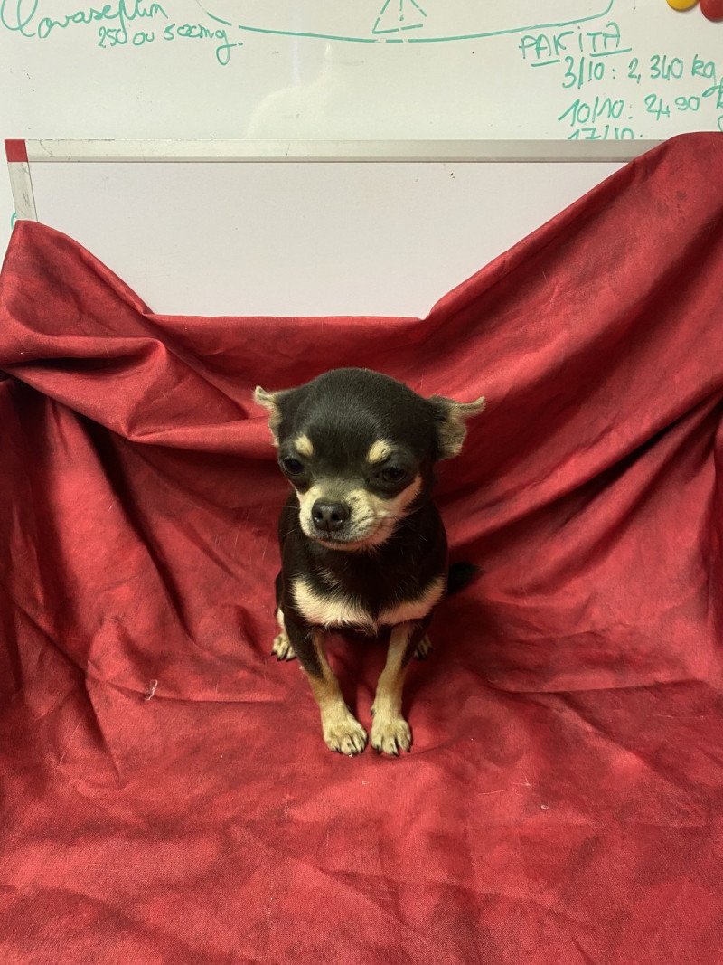 VINETTE chihuahua Femelle Chihuahua Poil Court