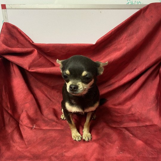 chiot Chihuahua Poil Court bleu et tan VINETTE chihuahua Domaine de la Chantelaie