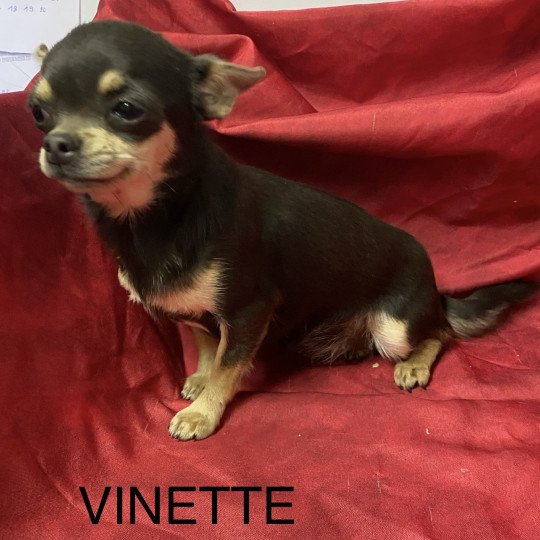 chiot Chihuahua Poil Court bleu et tan VINETTE chihuahua Domaine de la Chantelaie