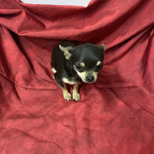 chiot Chihuahua Poil Court bleu et tan VINETTE chihuahua Domaine de la Chantelaie