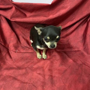 chiot Chihuahua Poil Court bleu et tan VINETTE chihuahua Domaine de la Chantelaie chiot Chihuahua Poil Court bleu et tan VINETTE chihuahua Domaine de la Chantelaie