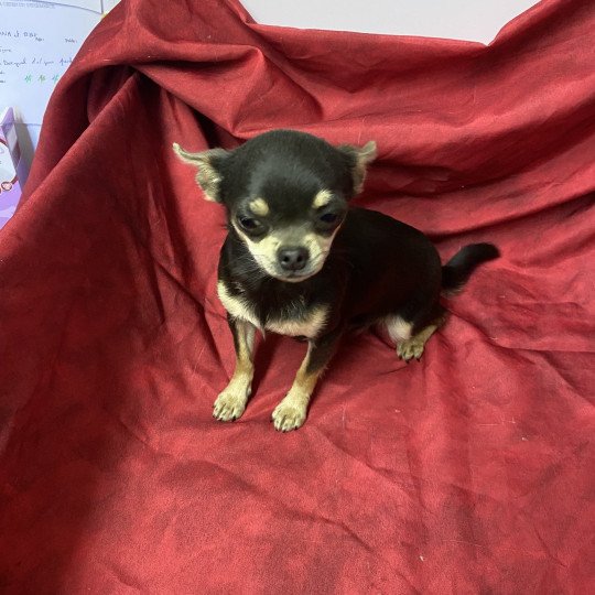 chiot Chihuahua Poil Court bleu et tan VINETTE chihuahua Domaine de la Chantelaie