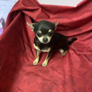 chiot Chihuahua Poil Court bleu et tan VINETTE chihuahua Domaine de la Chantelaie chiot Chihuahua Poil Court bleu et tan VINETTE chihuahua Domaine de la Chantelaie