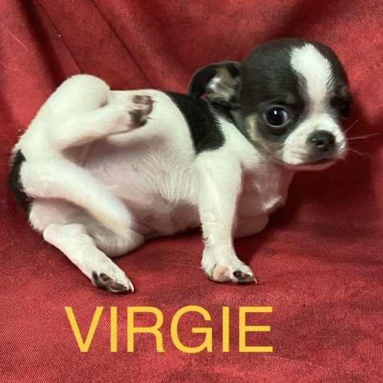 chiot Chihuahua Poil Court blanc/bleu VIRGIE chihuahua à réserver Domaine de la Chantelaie