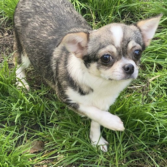 chien Chihuahua Poil Court gris et fauve bringé VIVIA Domaine de la Chantelaie