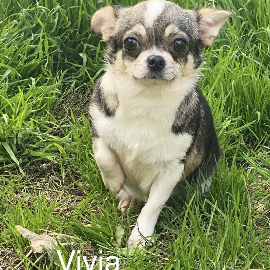 chien Chihuahua Poil Court gris et fauve bringé VIVIA Domaine de la Chantelaie