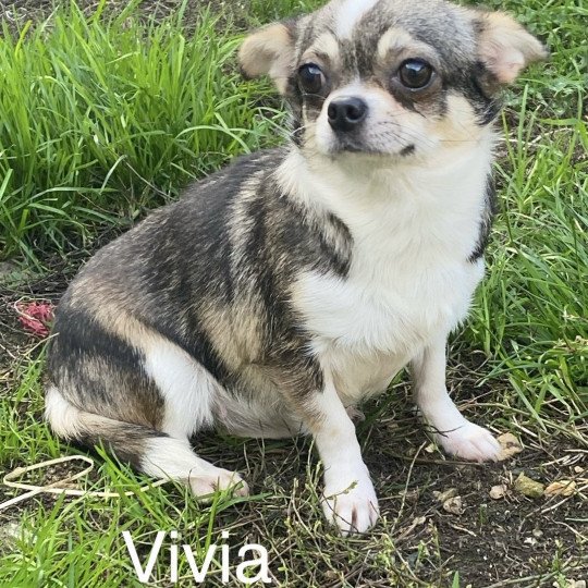 chien Chihuahua Poil Court gris et fauve bringé VIVIA Domaine de la Chantelaie