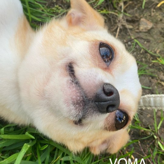 chien Chihuahua Poil Court beige crème VOMA Domaine de la Chantelaie