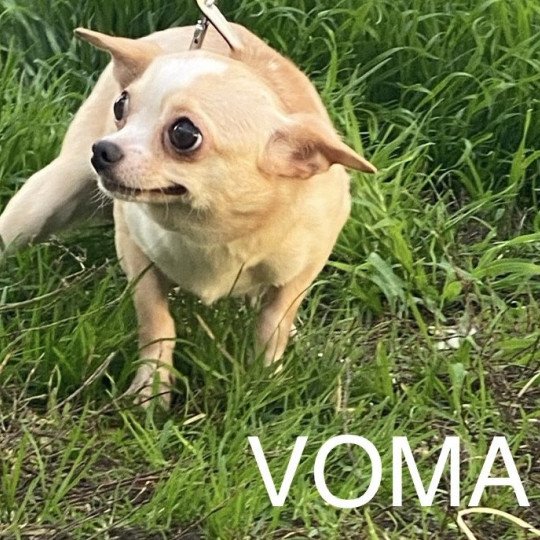 chien Chihuahua Poil Court beige crème VOMA Domaine de la Chantelaie