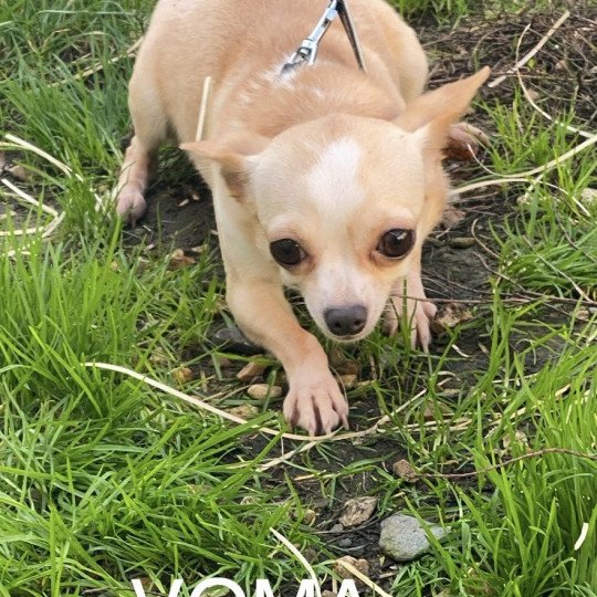 chien Chihuahua Poil Court beige crème VOMA Domaine de la Chantelaie