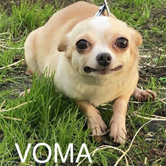 chien Chihuahua Poil Court beige crème VOMA Domaine de la Chantelaie