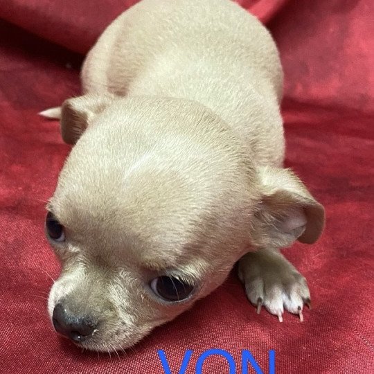 chiot Chihuahua Poil Court crème VON chihuahua Domaine de la Chantelaie