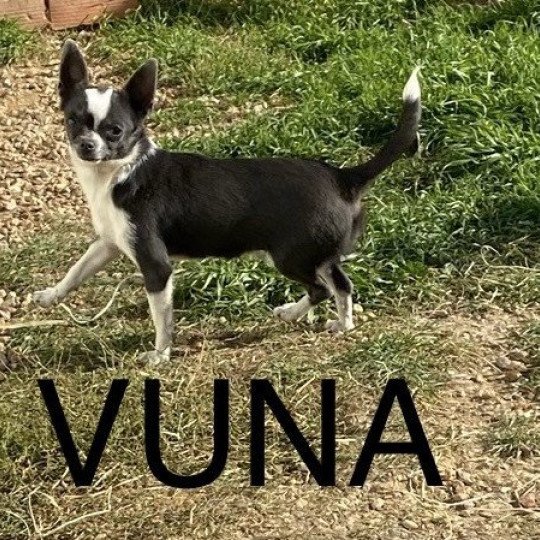 chien Chihuahua Poil Court VUNA Domaine de la Chantelaie