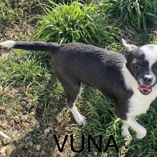 chien Chihuahua Poil Court VUNA Domaine de la Chantelaie
