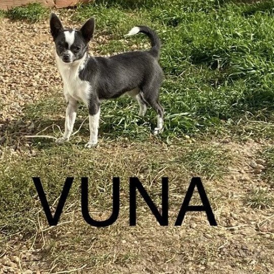 chien Chihuahua Poil Court VUNA Domaine de la Chantelaie