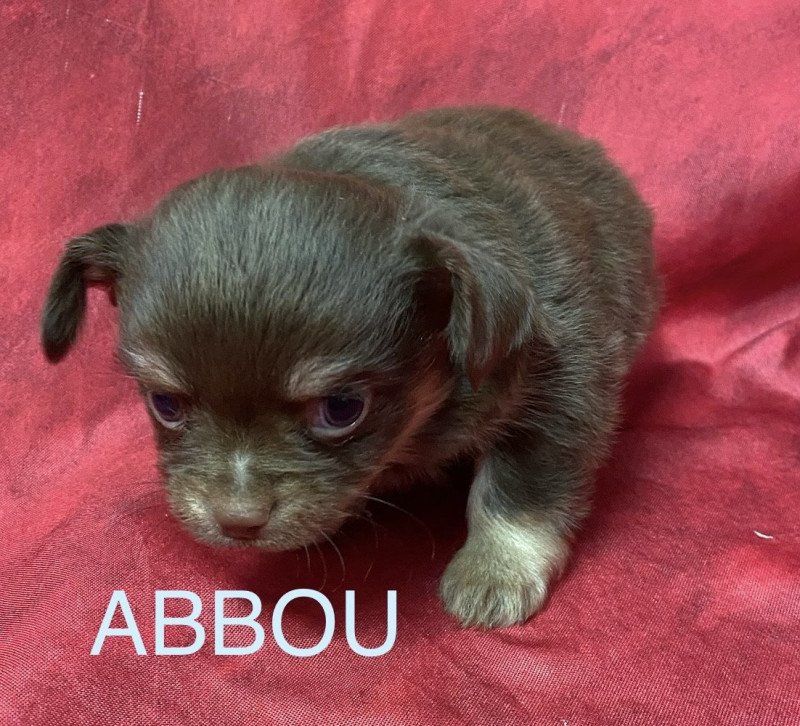 ABBOU chihuahua à réserver Mâle Chihuahua Poil Long