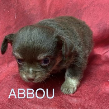 chiot Chihuahua Poil Long ABBOU chihuahua à réserver Domaine de la Chantelaie chiot Chihuahua Poil Long ABBOU chihuahua à réserver Domaine de la Chantelaie