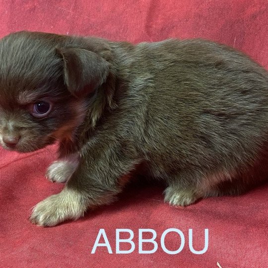 chiot Chihuahua Poil Long ABBOU chihuahua à réserver Domaine de la Chantelaie
