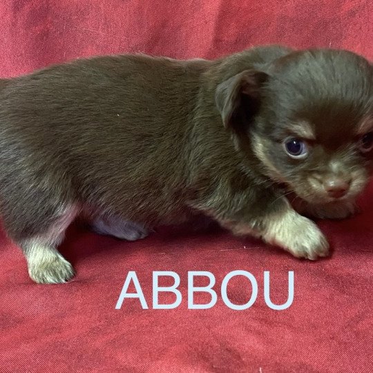 chiot Chihuahua Poil Long ABBOU chihuahua à réserver Domaine de la Chantelaie