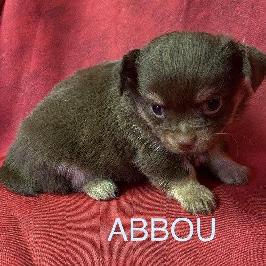 chiot Chihuahua Poil Long ABBOU chihuahua à réserver Domaine de la Chantelaie