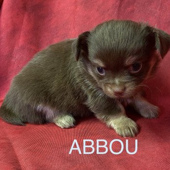 chiot Chihuahua Poil Long ABBOU chihuahua à réserver Domaine de la Chantelaie chiot Chihuahua Poil Long ABBOU chihuahua à réserver Domaine de la Chantelaie