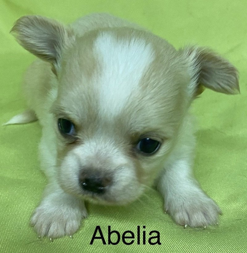 ABÉLIA chihuahua à réserver Femelle Chihuahua Poil Long