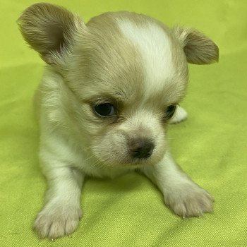 chiot Chihuahua Poil Long ABÉLIA chihuahua à réserver Domaine de la Chantelaie