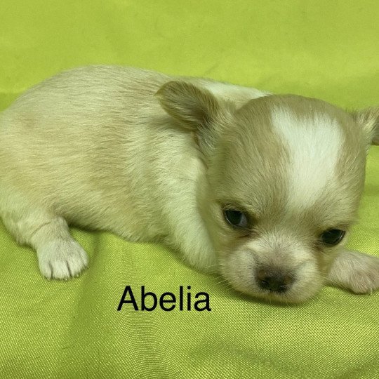 chiot Chihuahua Poil Long ABÉLIA chihuahua à réserver Domaine de la Chantelaie