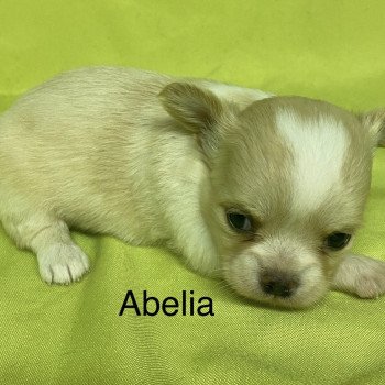 chiot Chihuahua Poil Long ABÉLIA chihuahua à réserver Domaine de la Chantelaie