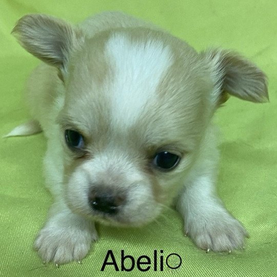 ABÉLIO chihuahua à réserver Mâle Chihuahua Poil Long