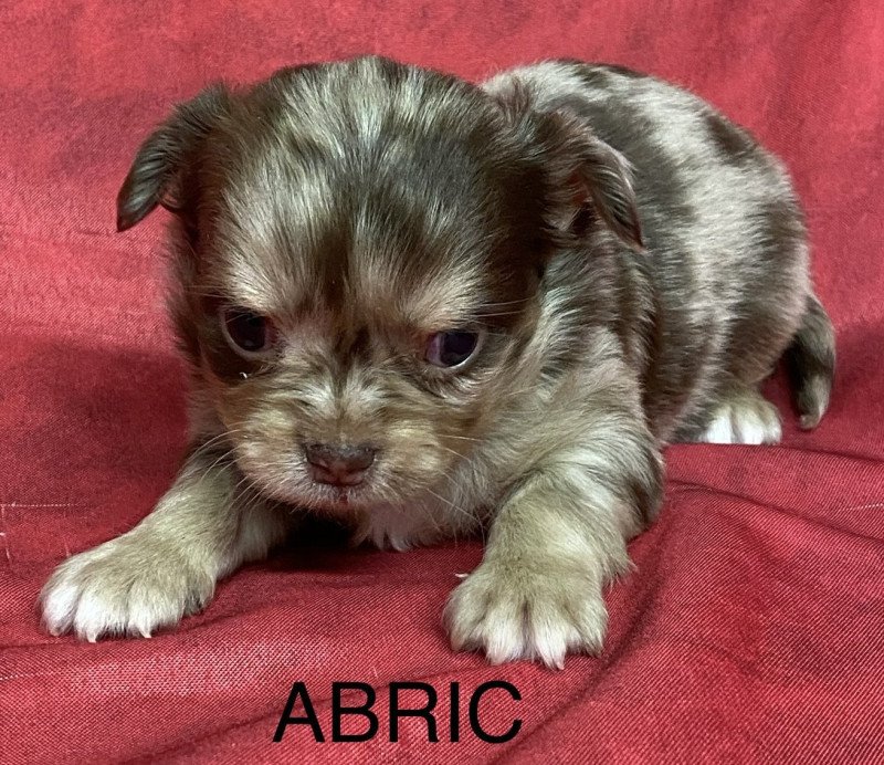 ABRIC chihuahua à réserver Mâle Chihuahua Poil Long