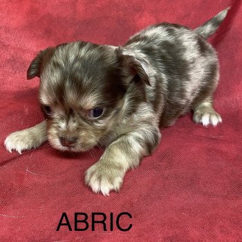 chiot Chihuahua Poil Long ABRIC chihuahua à réserver Domaine de la Chantelaie