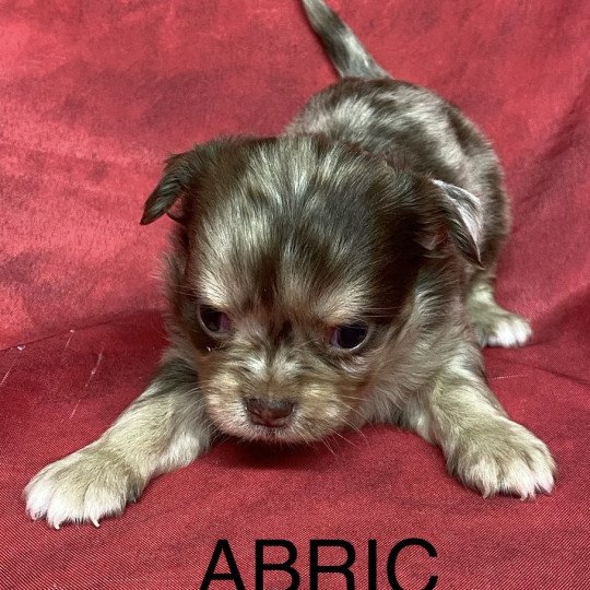 chiot Chihuahua Poil Long ABRIC chihuahua à réserver Domaine de la Chantelaie