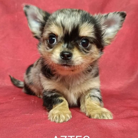AZTEC chihuahua disponible Mâle Chihuahua Poil Long
