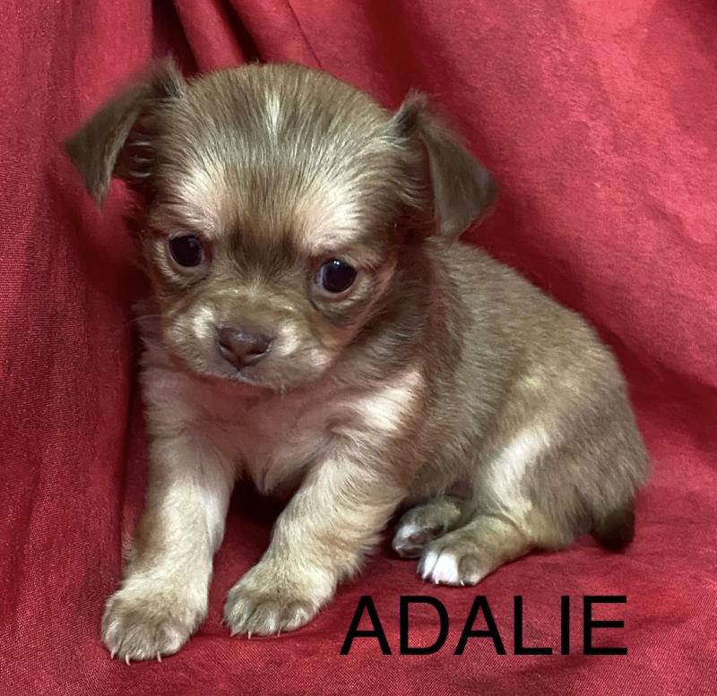 ADALIE chihuahua à réserver Femelle Chihuahua Poil Long