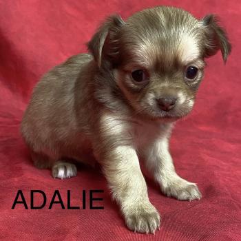 chiot Chihuahua Poil Long ADALIE chihuahua à réserver Domaine de la Chantelaie